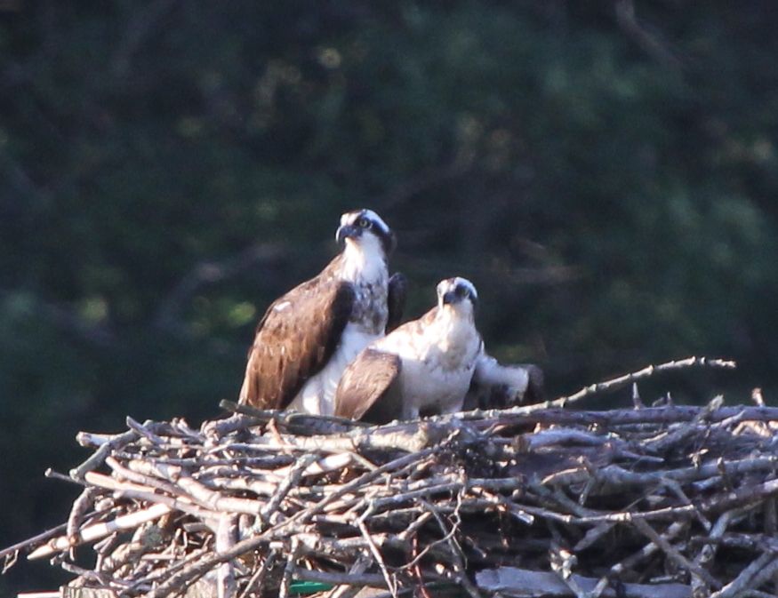 IMAGE: http://i1237.photobucket.com/albums/ff461/JM45ACP/IMG_2751a-1.jpg