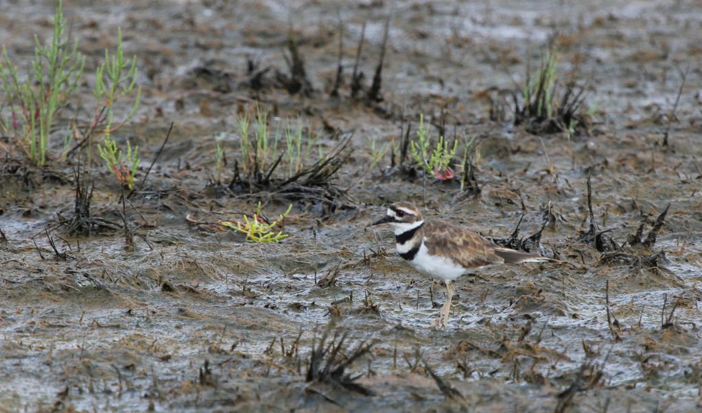 IMAGE: http://i1237.photobucket.com/albums/ff461/JM45ACP/IMG_3698a.jpg