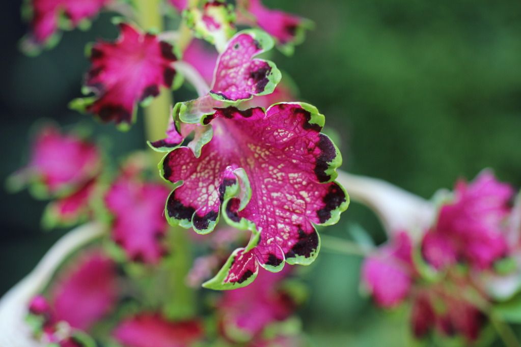 IMAGE: http://i1237.photobucket.com/albums/ff461/JM45ACP/IMG_4129.jpg