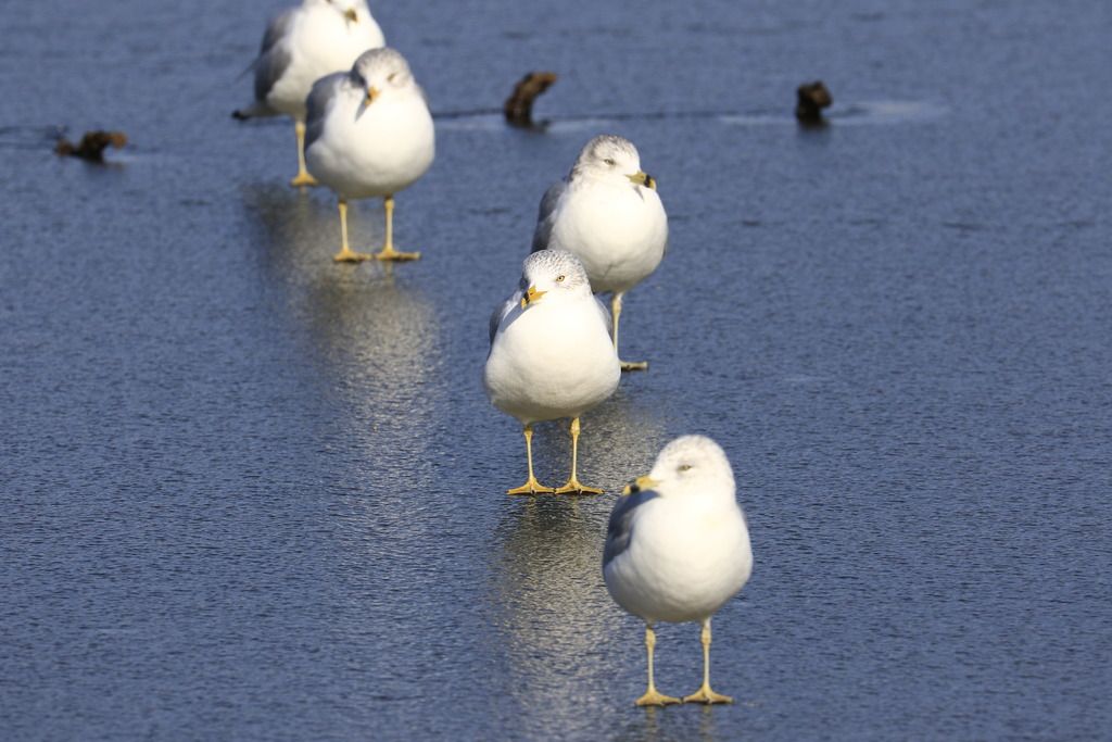 IMAGE: http://i1237.photobucket.com/albums/ff461/JM45ACP/_J2A4587_zpsvzr8pcce.jpg