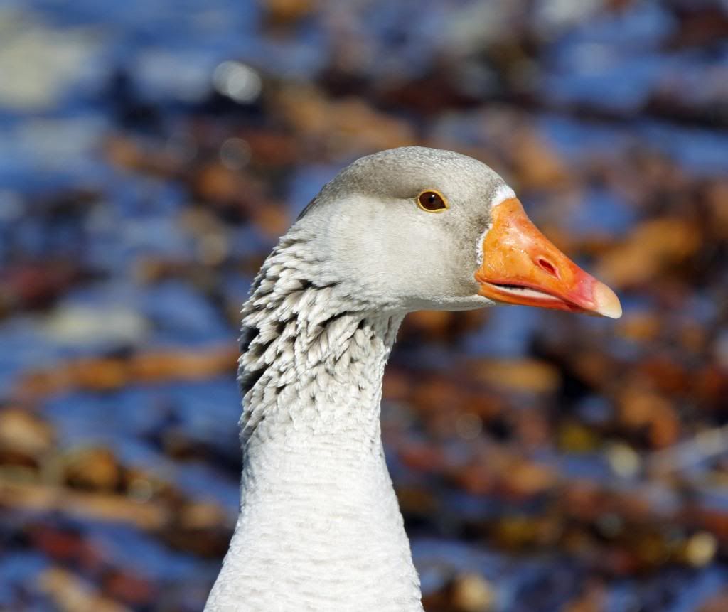 IMAGE: http://i1237.photobucket.com/albums/ff461/JM45ACP/birds/headshot1_zps27175ee4.jpg