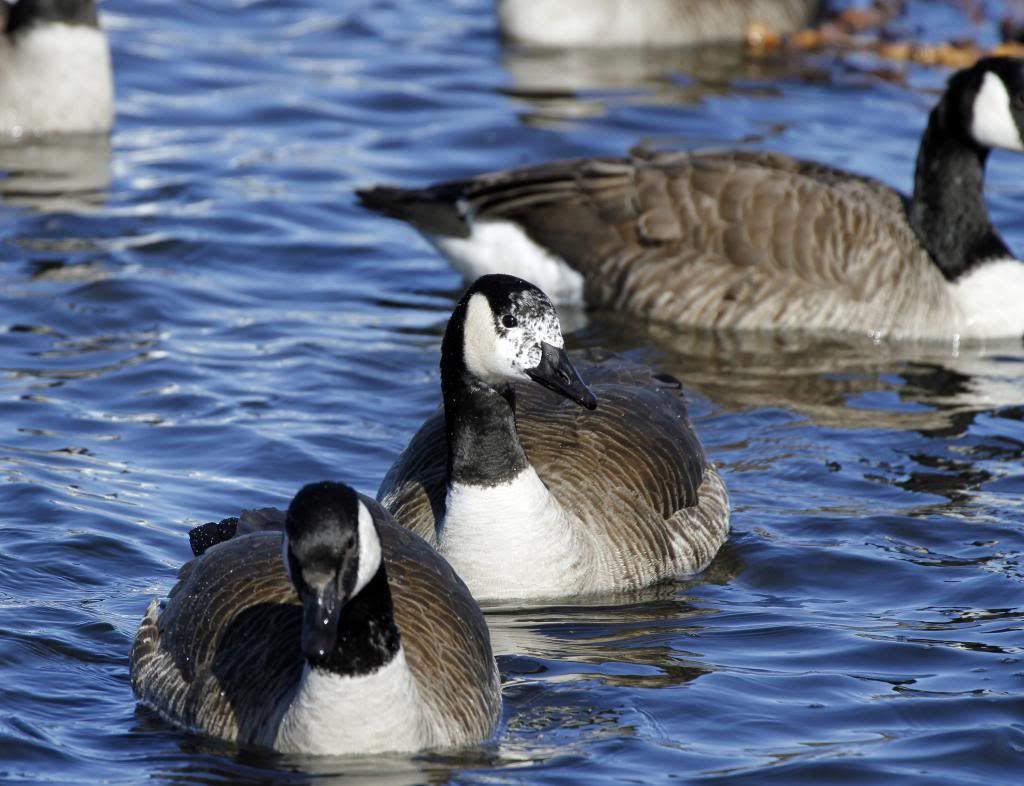 IMAGE: http://i1237.photobucket.com/albums/ff461/JM45ACP/birds/whitefacedcg1_zps6d69255d.jpg