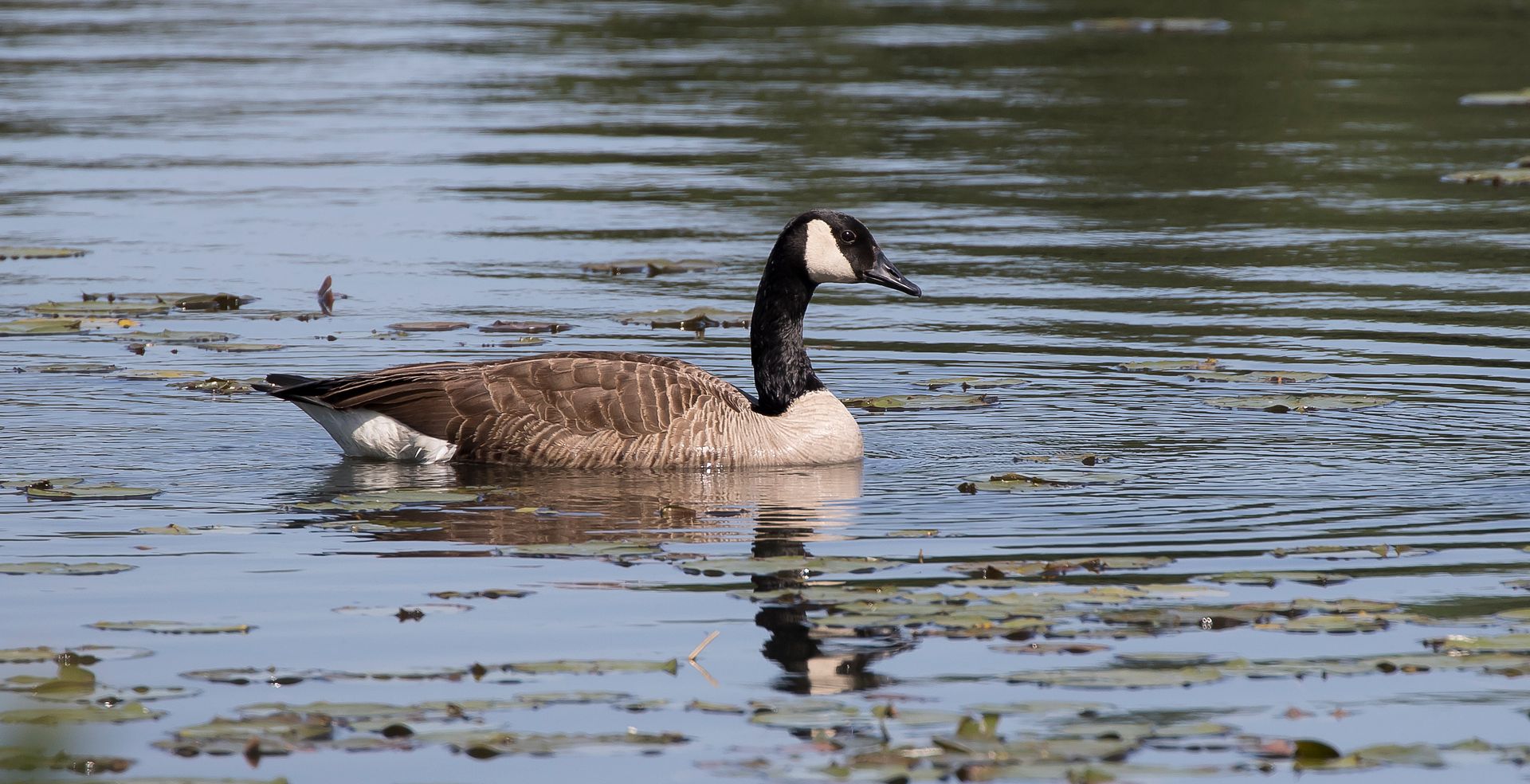 IMAGE: http://i1237.photobucket.com/albums/ff461/JM45ACP/canada%20goose1_zpsht3clryn.jpg