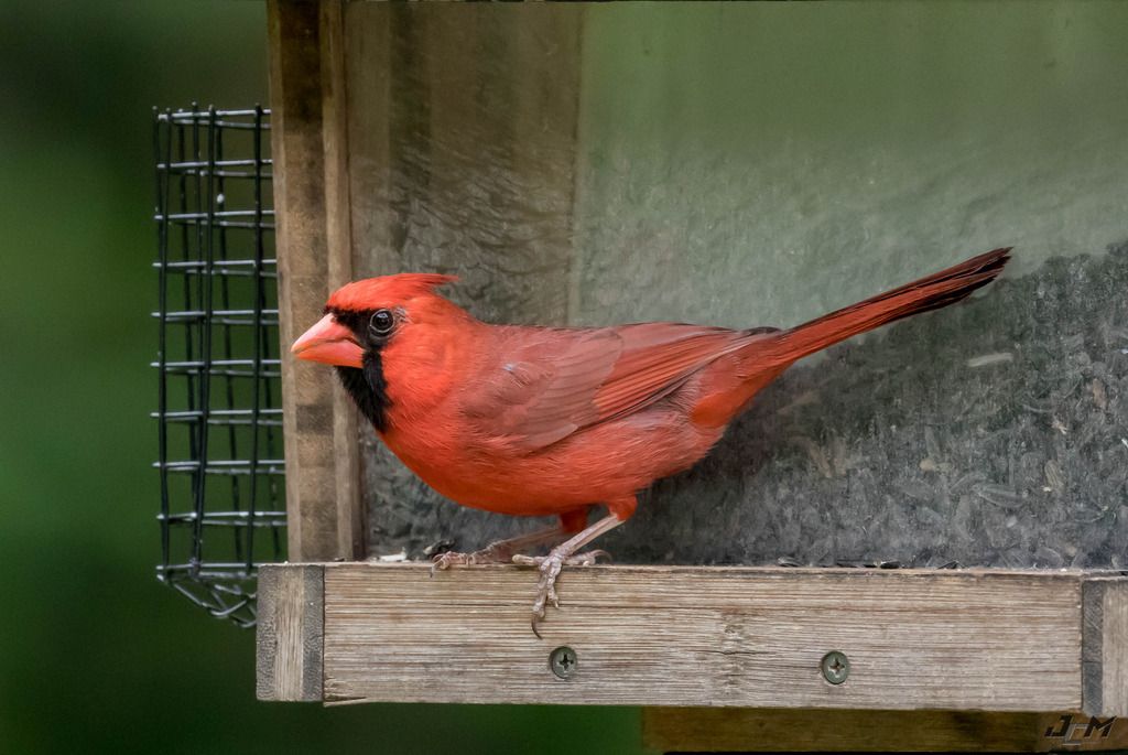 IMAGE: http://i1237.photobucket.com/albums/ff461/JM45ACP/cardinal001a%201%20of%201_zpsxx6tkxxn.jpg