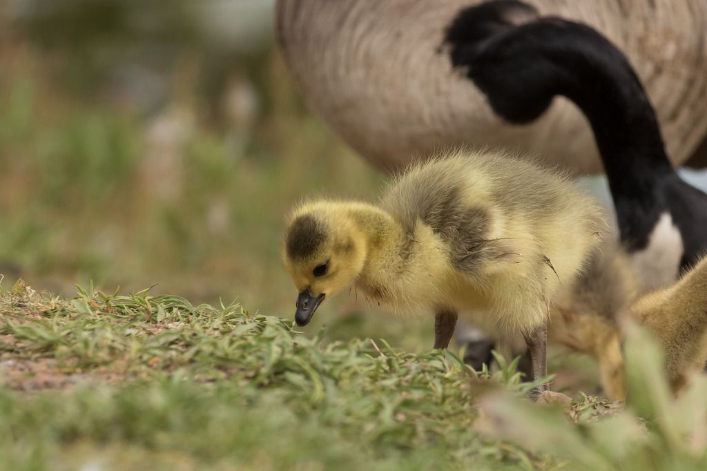 IMAGE: http://i1237.photobucket.com/albums/ff461/JM45ACP/cggs0017_zpshg8xtix7.jpg