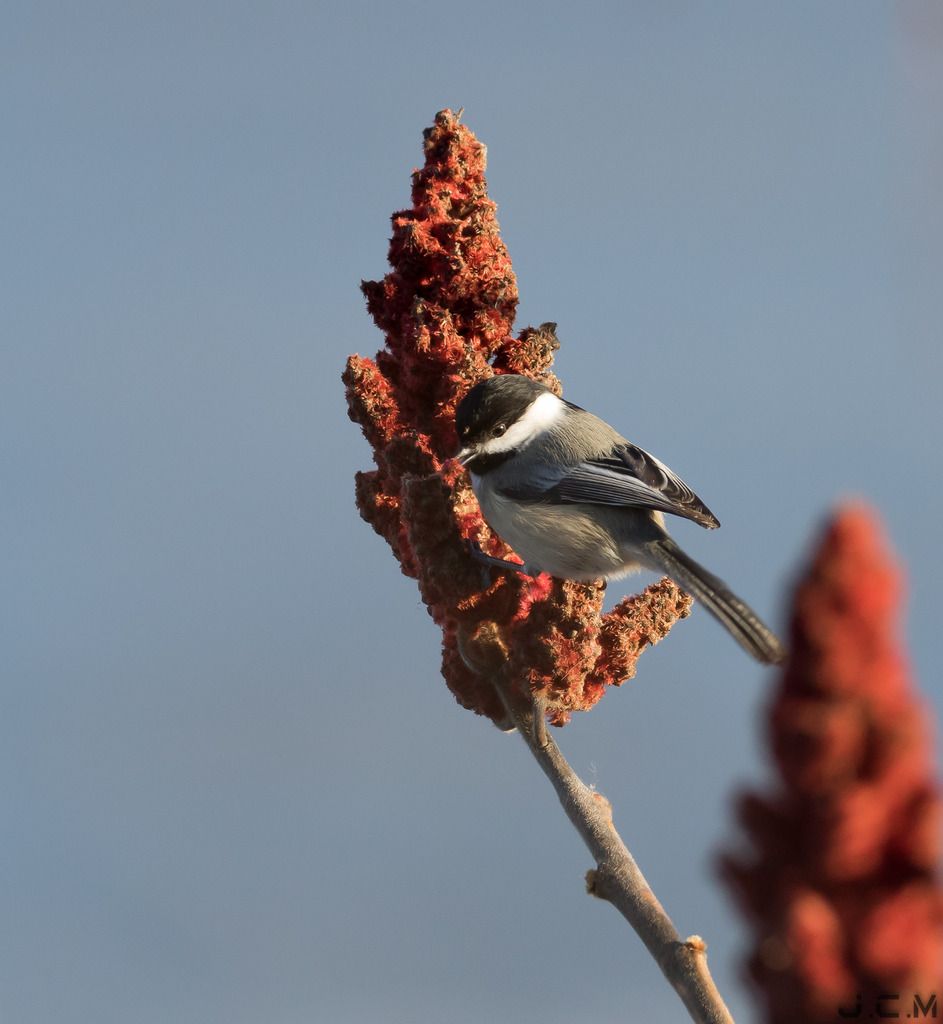 IMAGE: http://i1237.photobucket.com/albums/ff461/JM45ACP/chickadee001_zpsc8j3zhgk.jpg