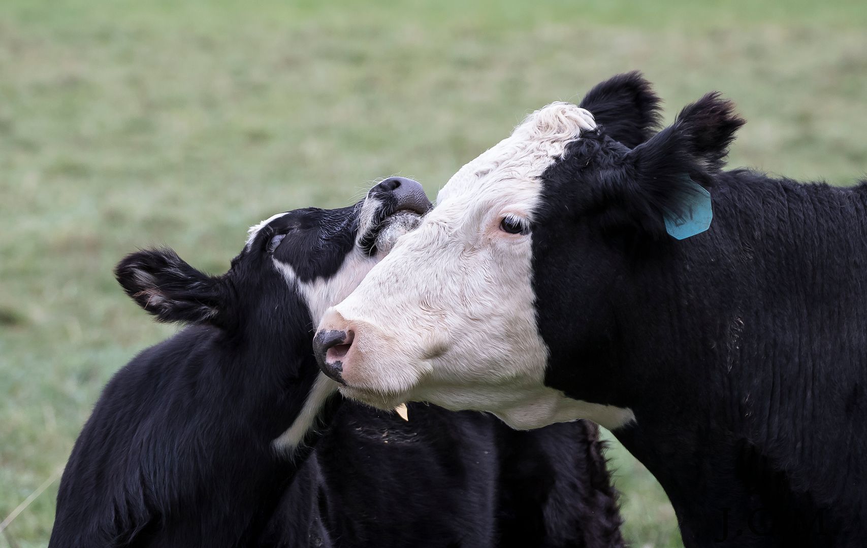 IMAGE: http://i1237.photobucket.com/albums/ff461/JM45ACP/cow2_zpsuvzxnlnz.jpg