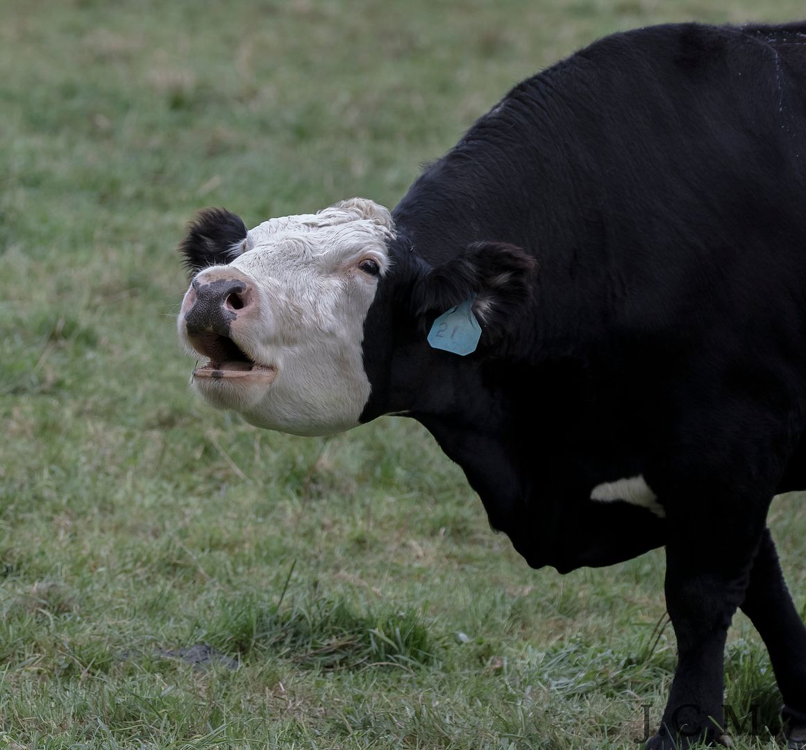 IMAGE: http://i1237.photobucket.com/albums/ff461/JM45ACP/cow5_zpssqxlfobu.jpg