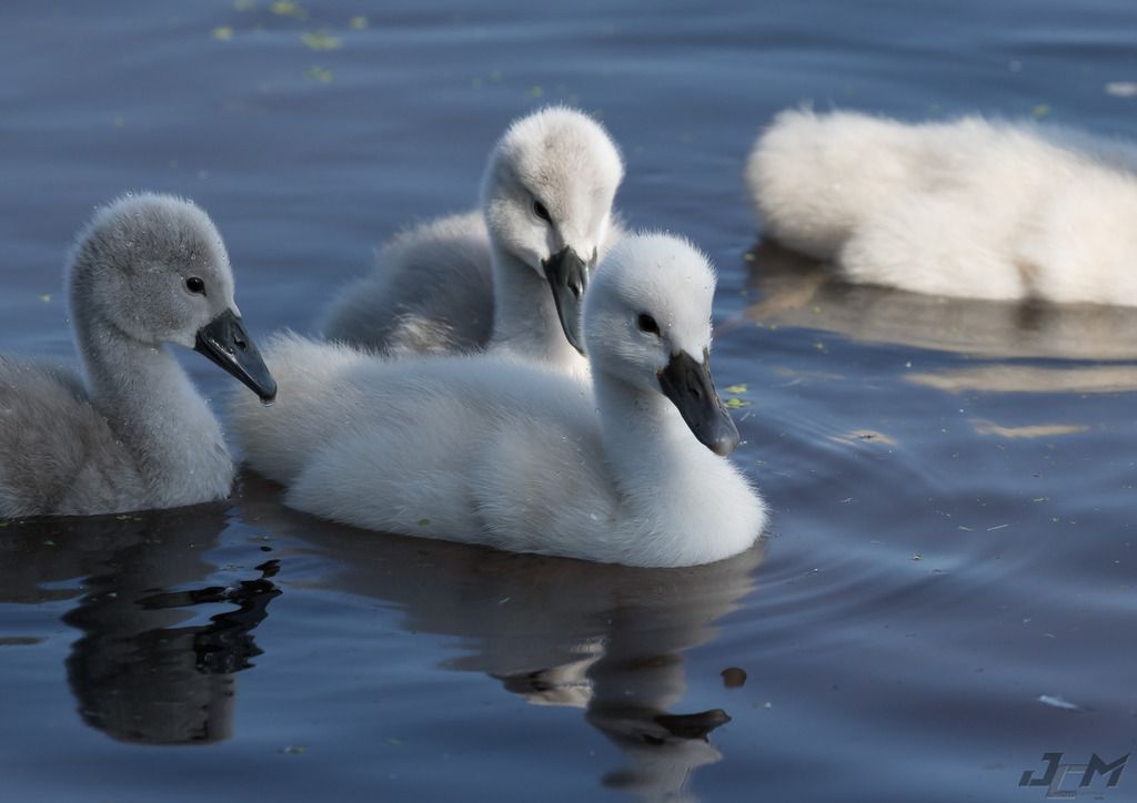 IMAGE: http://i1237.photobucket.com/albums/ff461/JM45ACP/cygnit%20011_zpsanqnifbb.jpg