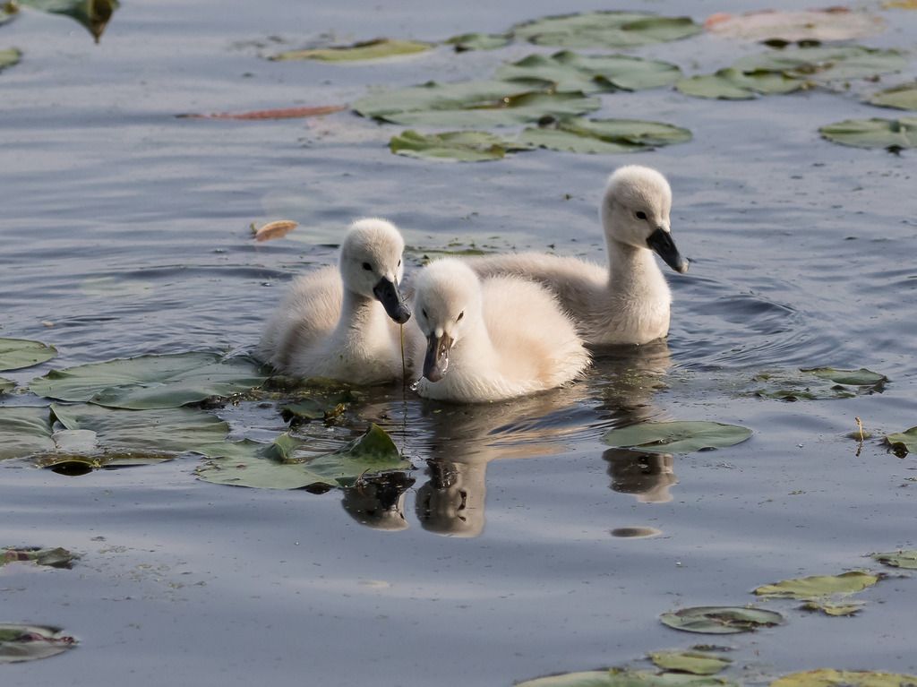 IMAGE: http://i1237.photobucket.com/albums/ff461/JM45ACP/cygnits009_zpsnotf15dt.jpg