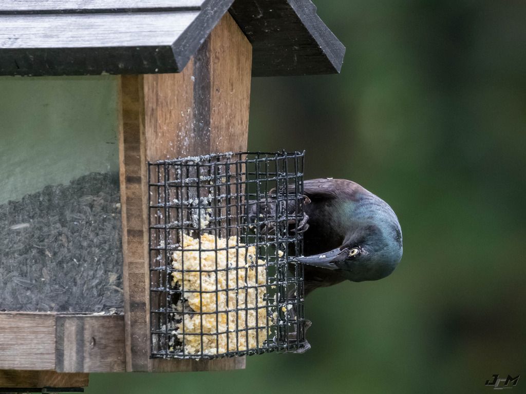 IMAGE: http://i1237.photobucket.com/albums/ff461/JM45ACP/grackel001%201%20of%201_zpspgeckftk.jpg