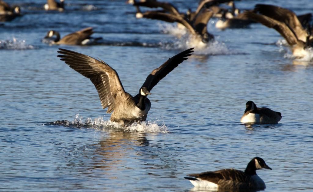 IMAGE: http://i1237.photobucket.com/albums/ff461/JM45ACP/landing3_zpse6c401f3.jpg