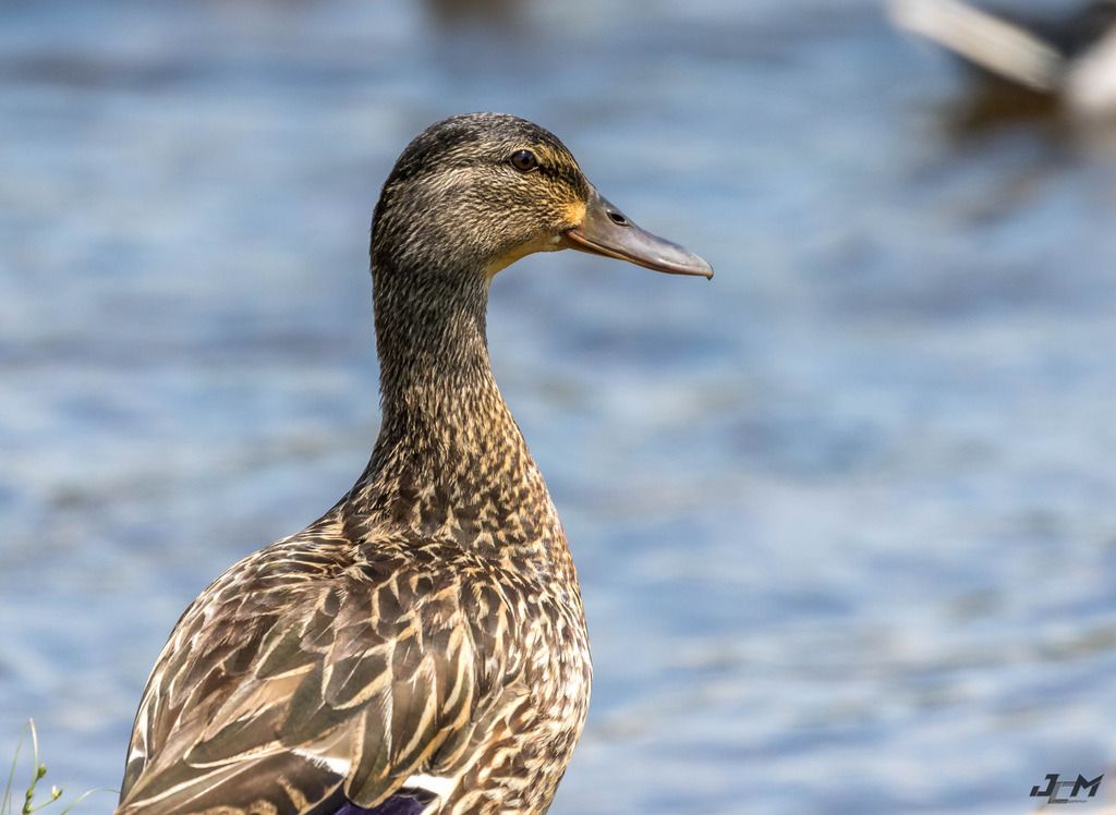 IMAGE: http://i1237.photobucket.com/albums/ff461/JM45ACP/mallard004%201%20of%201_zpsvi7jqh32.jpg