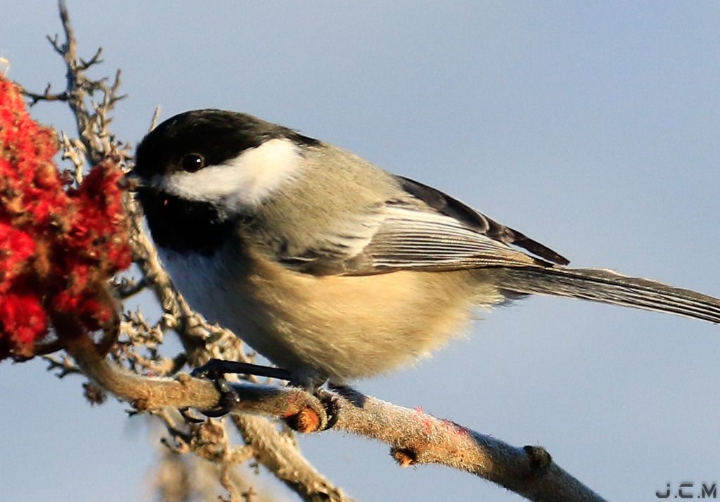 IMAGE: http://i1237.photobucket.com/albums/ff461/JM45ACP/test%20shot_zpssfmqtaad.jpg