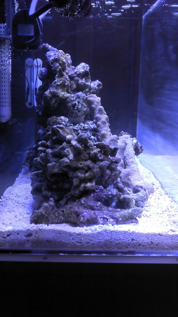 High Phosphates and Green Hair Algae The Reef Tank