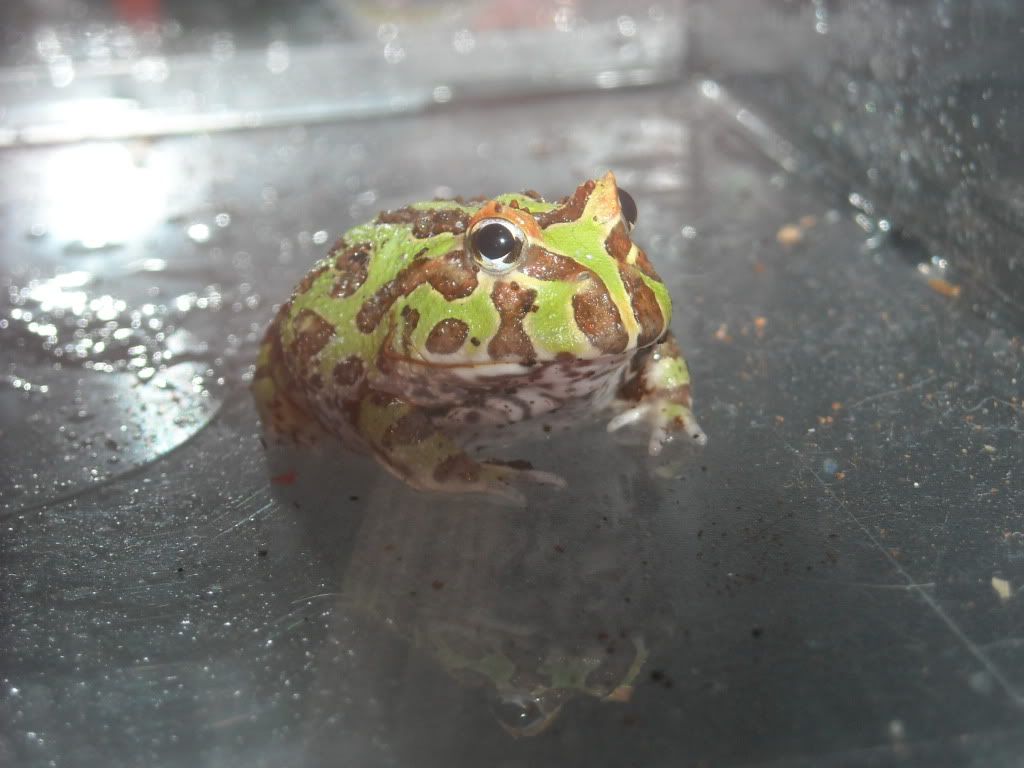 pacman frog petco