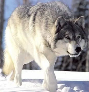 Gray-wolf-1-2.jpg