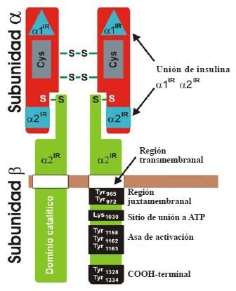 Receptor de insulina; Proteína Tirosina Quinasa Receptora Receptor de insulina; Proteína Tirosina Quinasa Receptora