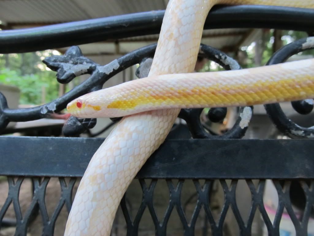 snakes387.jpg