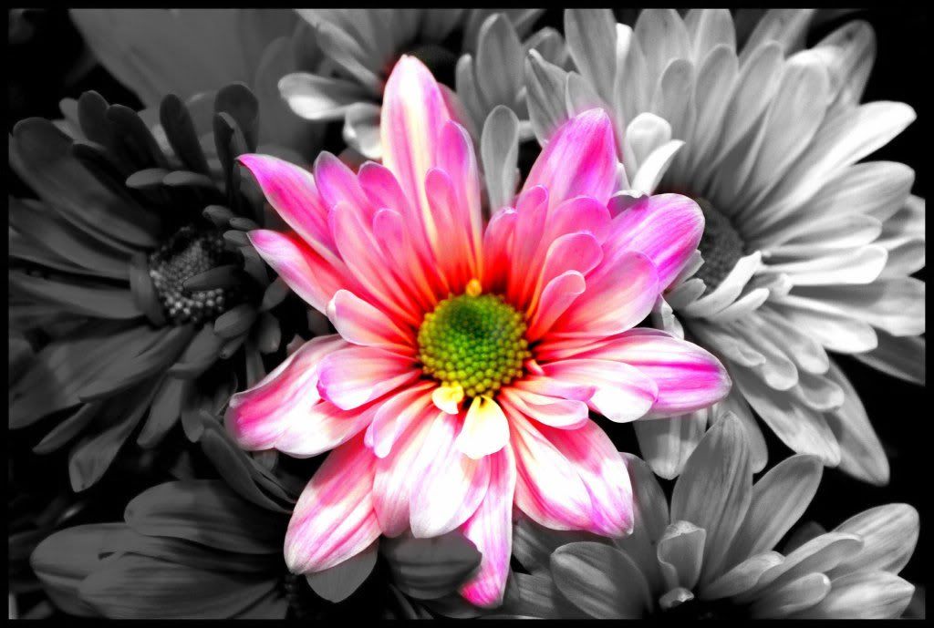 splash of color flowers photo: flowers flowers.jpg