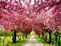 Hiến Tiểu Cầu ngày 10/7, 14/7, và 15/7