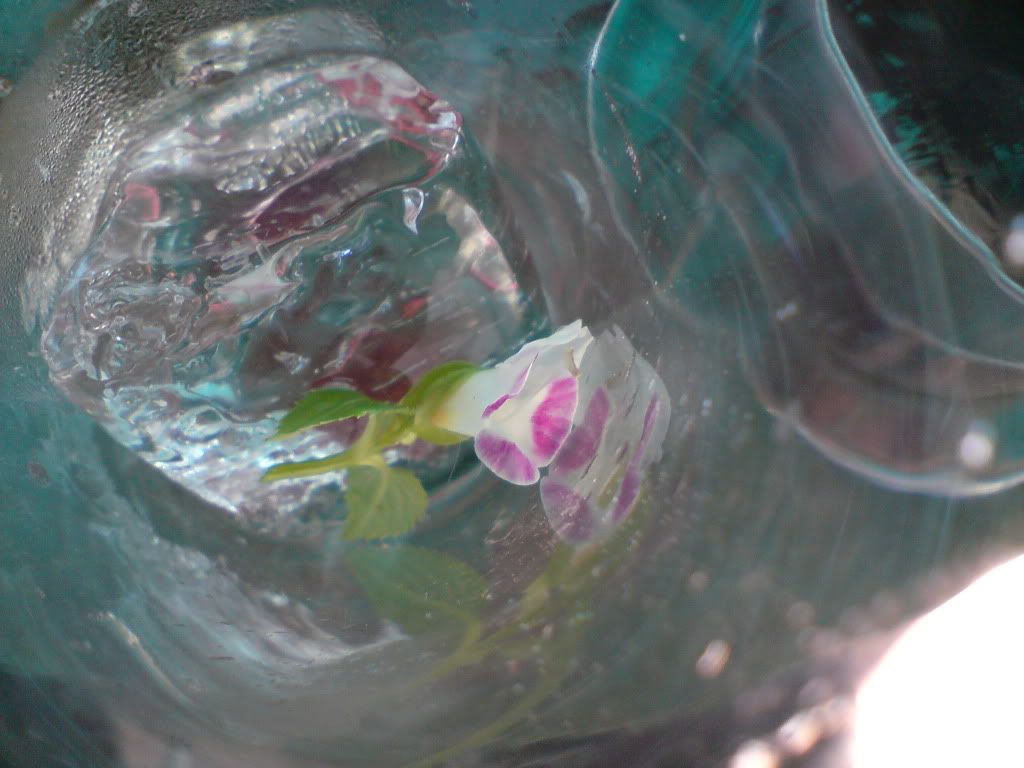 topic về những hình ảnh chụp bằng điện thoại di động - 8