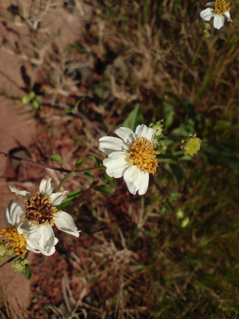 topic về những hình ảnh chụp bằng điện thoại di động - 3