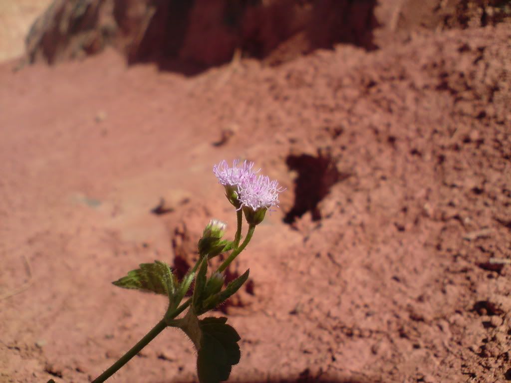 topic về những hình ảnh chụp bằng điện thoại di động - 6