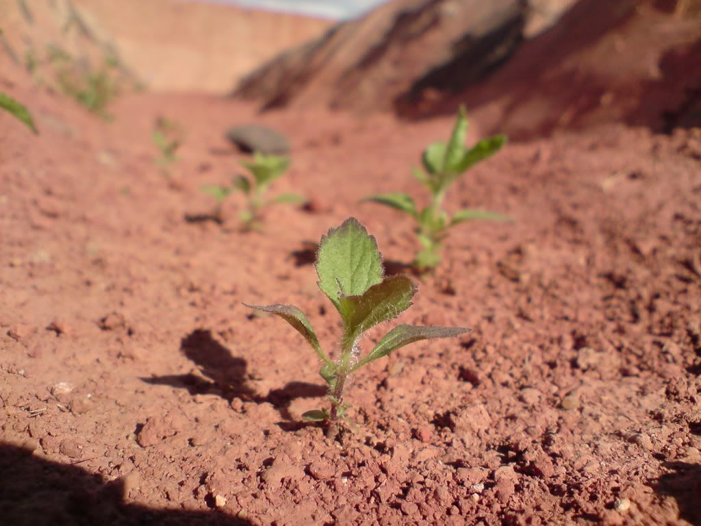 topic về những hình ảnh chụp bằng điện thoại di động - 2