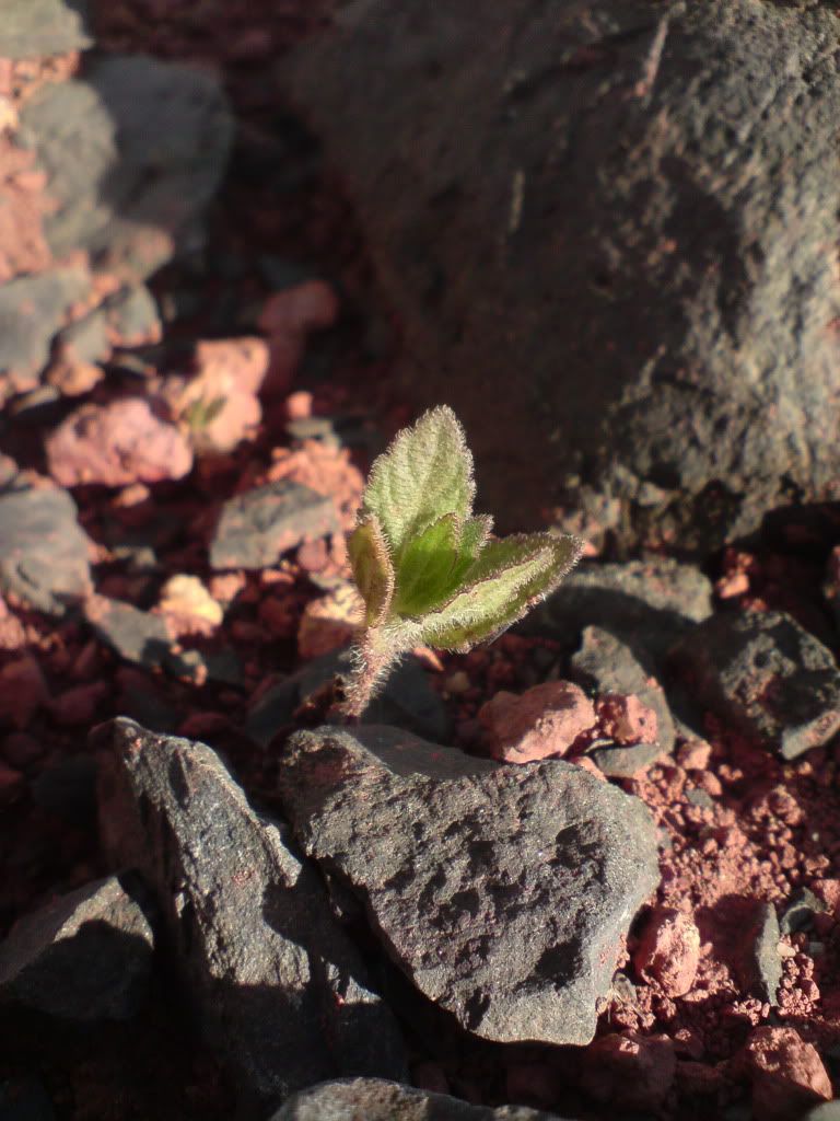 topic về những hình ảnh chụp bằng điện thoại di động - 4