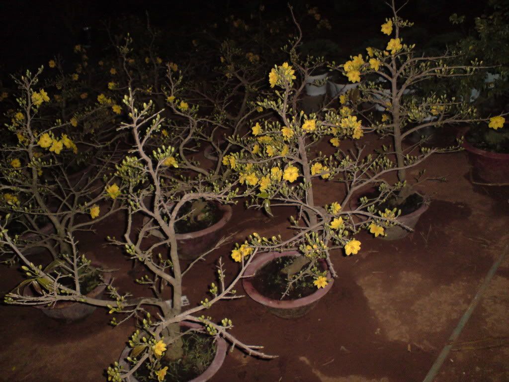 topic về những hình ảnh chụp bằng điện thoại di động