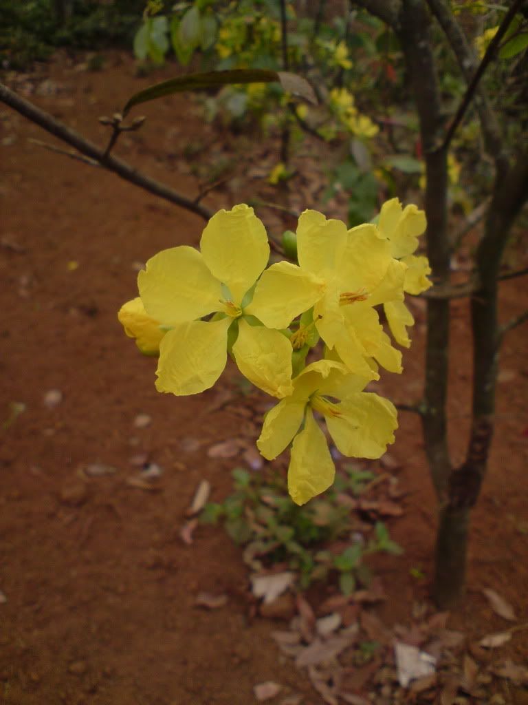 topic về những hình ảnh chụp bằng điện thoại di động - 9