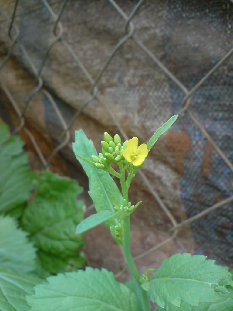 topic về những hình ảnh chụp bằng điện thoại di động - 7