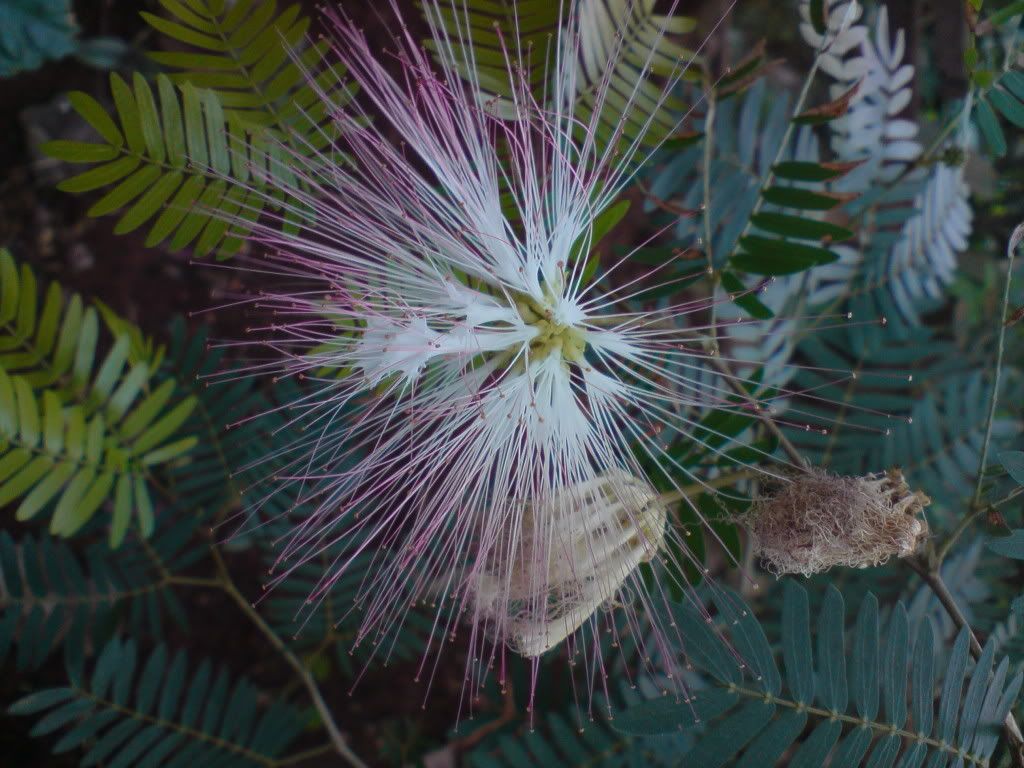 topic về những hình ảnh chụp bằng điện thoại di động - 2