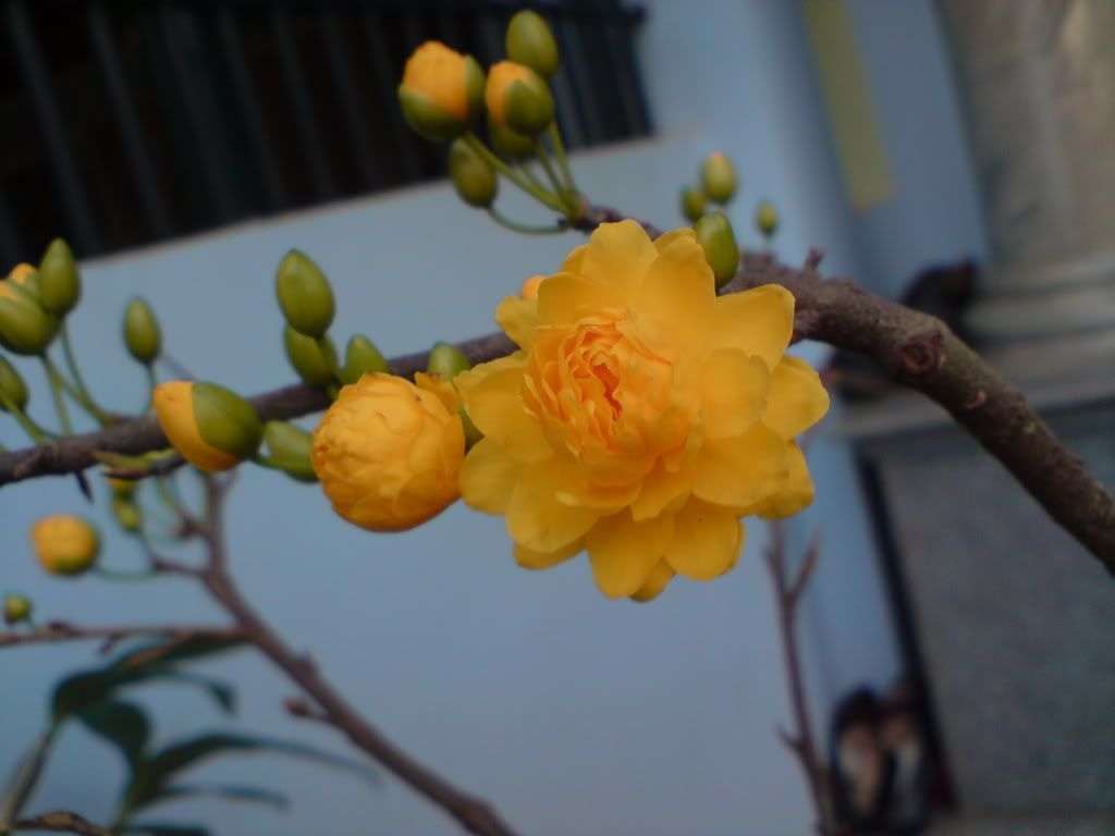 topic về những hình ảnh chụp bằng điện thoại di động - 6