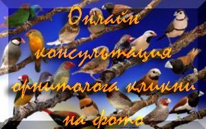 Амадины Астрильды Амаранты разведение, содержание,ветконсультации