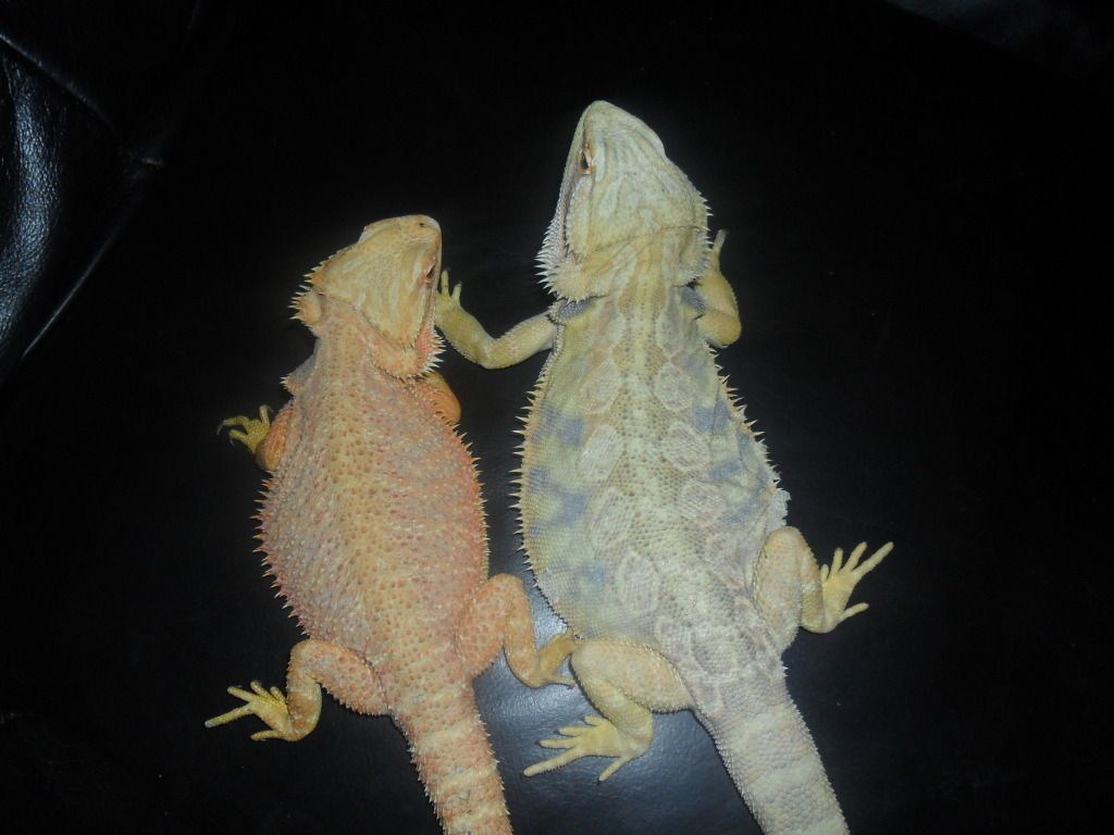 SE England two stunning female bearded dragons!!! Reptile Forums