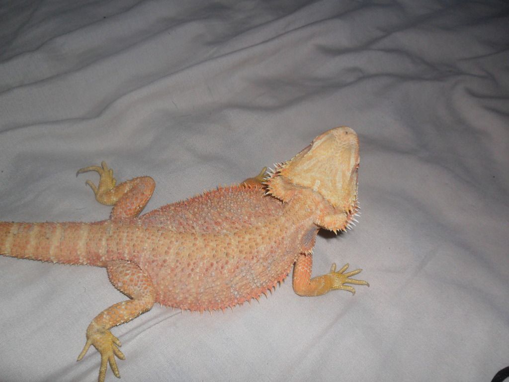 SE England two stunning female bearded dragons!!! Reptile Forums