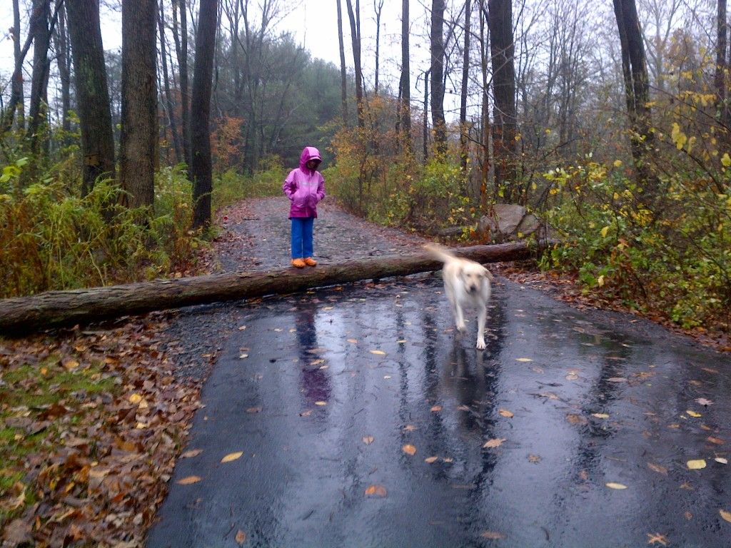 SandyOct2012TreeDown.jpg~original