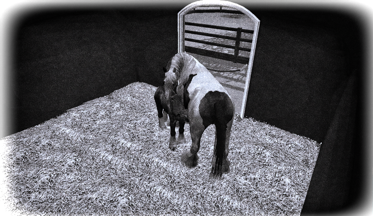 [solved]Lainie's Legagcy - SWB's and PRE's :D Foal8