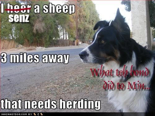 funny-dog-pictures-sheep-herding.jpg