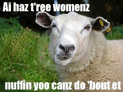 funny-sheep-thumb7743704.jpg