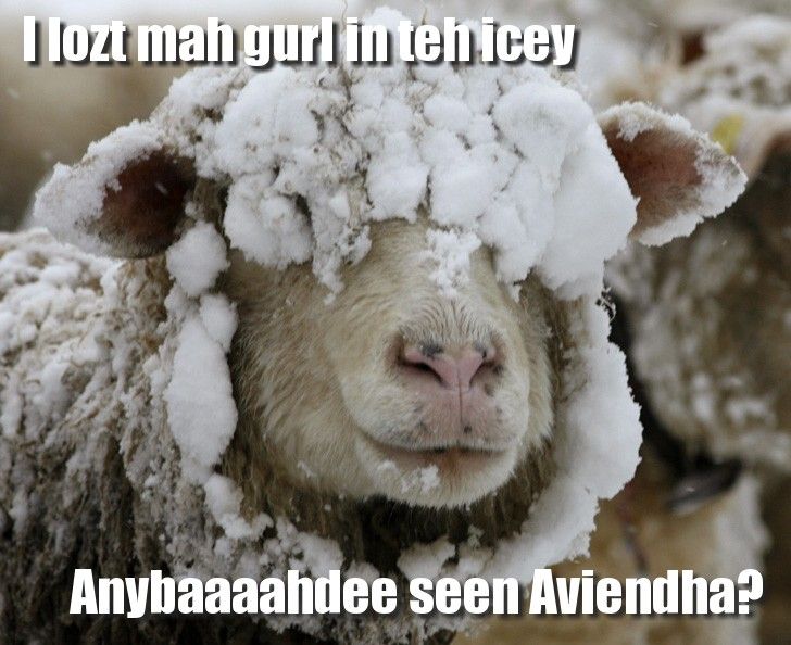 sheep-in-snow.jpg