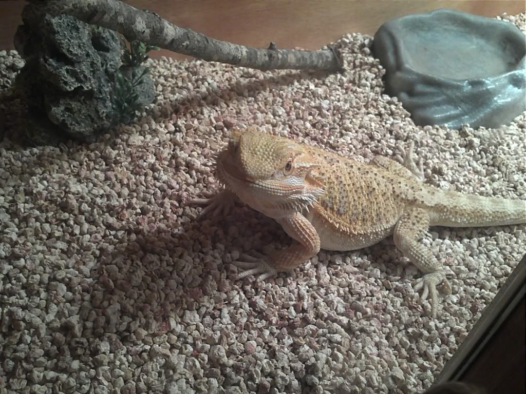 PetSmart Beardie Pictures! • Bearded Dragon . org