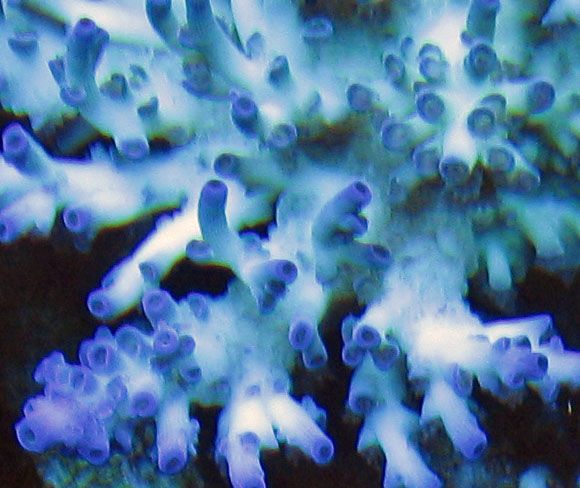 TrueEchinata - What is you bringing to the Ann Arbor swap?