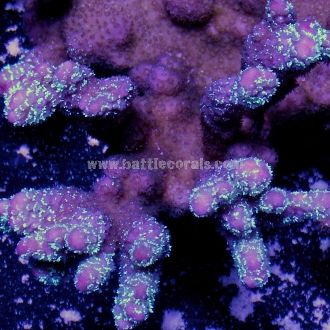 metalmonti - What is you bringing to the Ann Arbor swap?