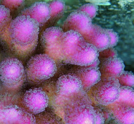 tricolorstylo1 - What is you bringing to the Ann Arbor swap?