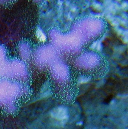 watermelonstylo zps9d12000c - What is you bringing to the Ann Arbor swap?