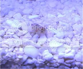Are these Isopods?? | The Reef Tank