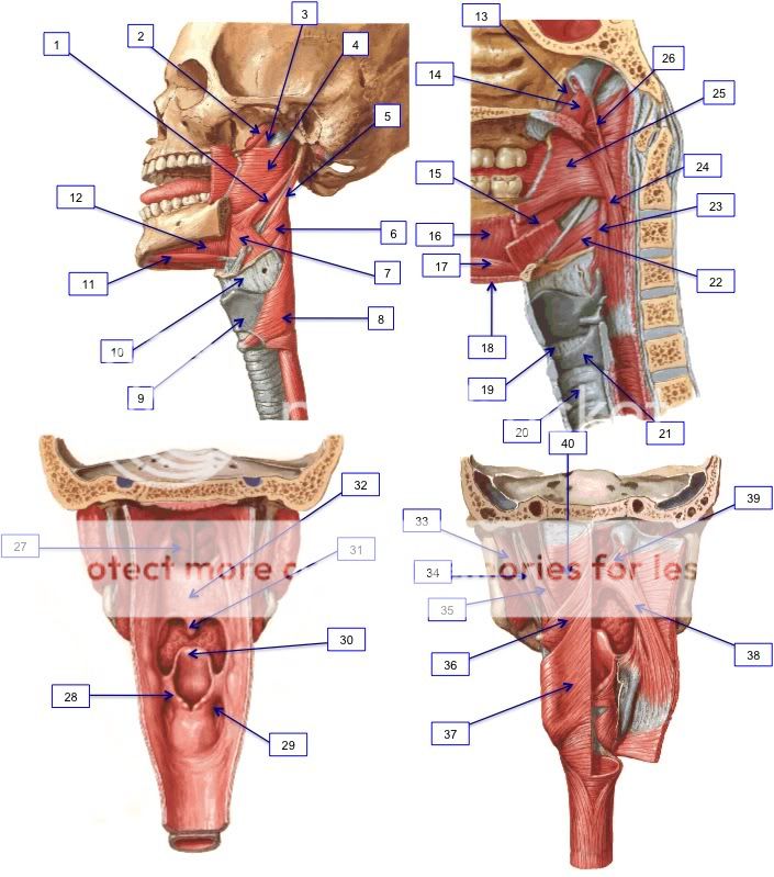 Anatomy Of The Larynx And Vocal Cords Quiz - impremedia.net